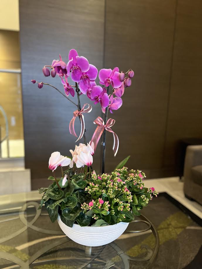 Orchid Arrangement | O04