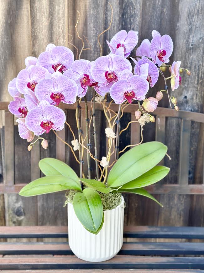Orchid Arrangement | O25