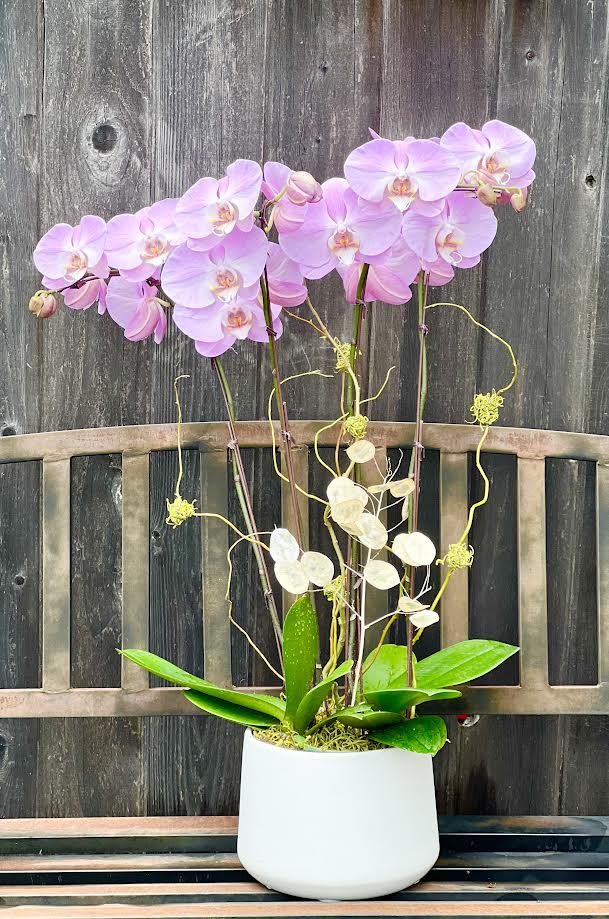 Orchid Arrangement | O18