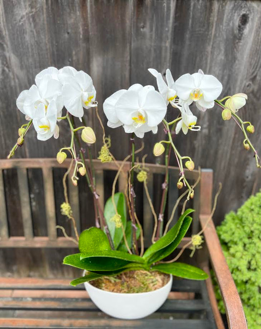 Orchid Arrangement | O10