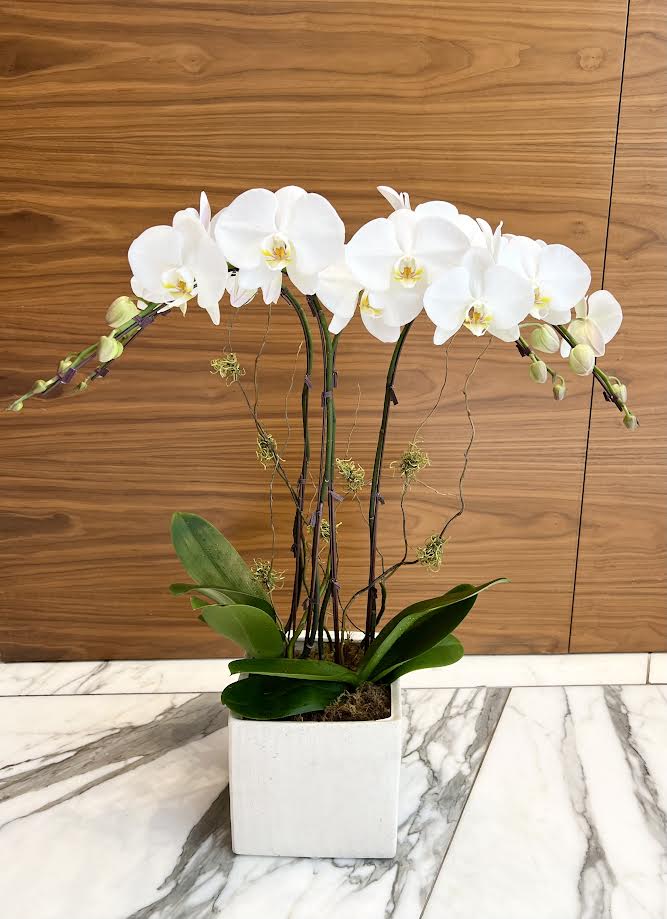 Orchid Arrangement | O11