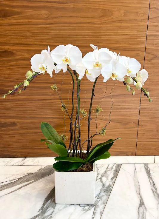 Orchid Arrangement | O11