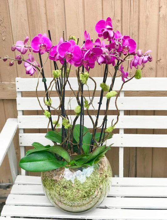 Orchid Arrangement | O05