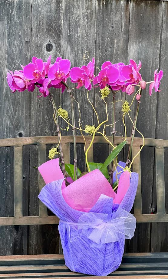 Orchid Arrangement | O20