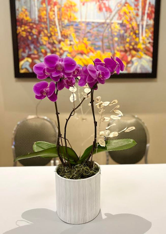 Orchid Arrangement | O07