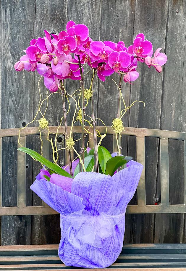 Orchid Arrangement | O19