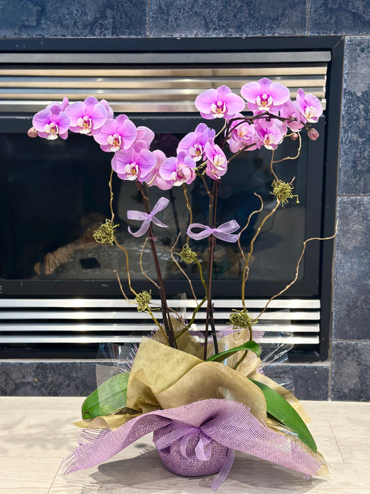Orchid Arrangement | O23