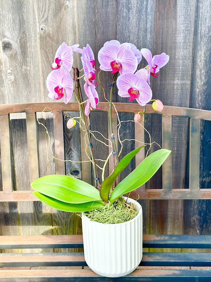 Orchid Arrangement | O24