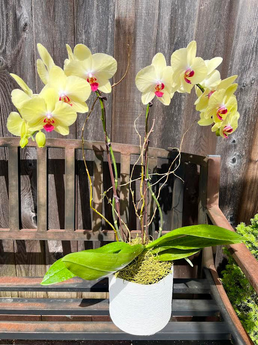 Orchid Arrangement | O08
