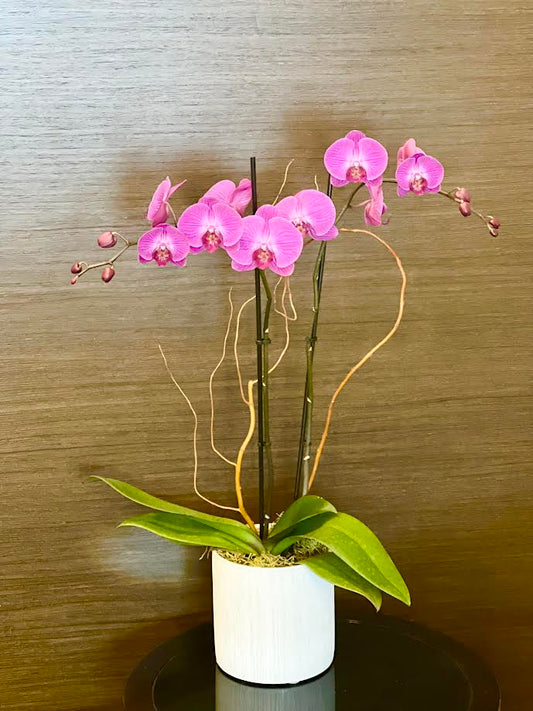 Orchid Arrangement | O22