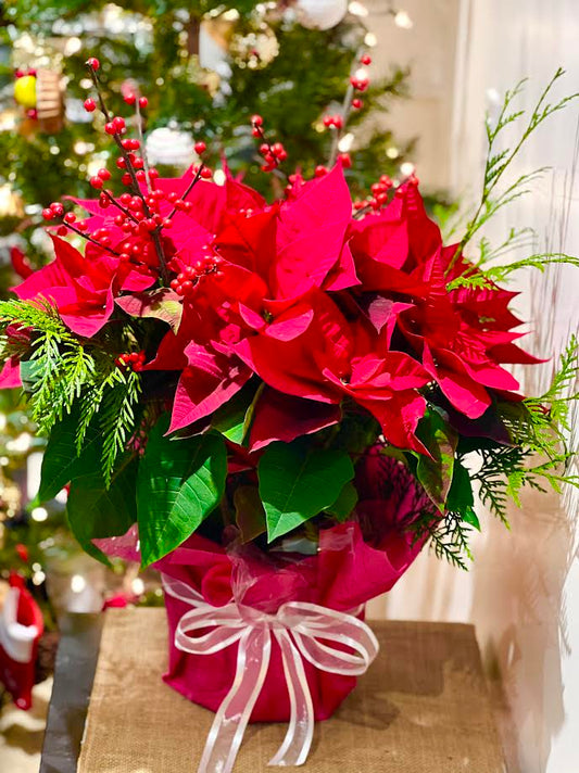 Christmas Pointsettia Arrangement | C06