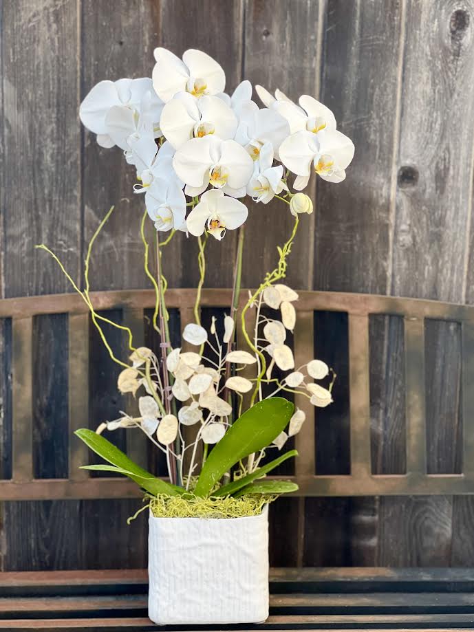 Orchid Arrangement | O17