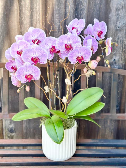 Orchid Arrangement | O25