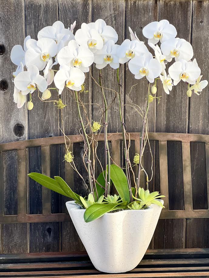 Orchid Arrangement | O15