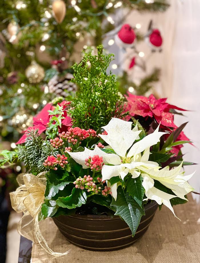 Christmas Pointsettia Arrangement | C09