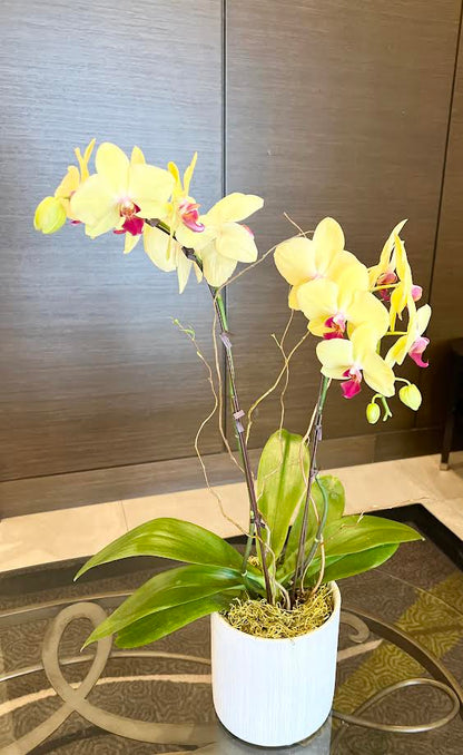 Orchid Arrangement | O09