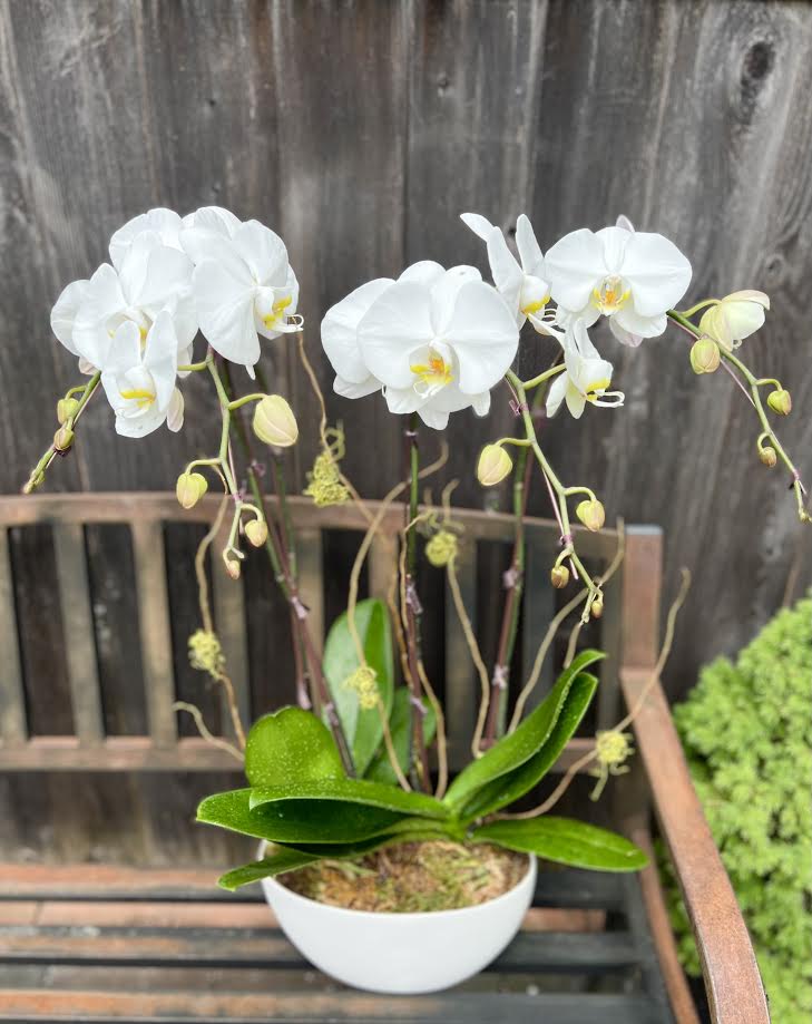 Orchid Arrangement | O10