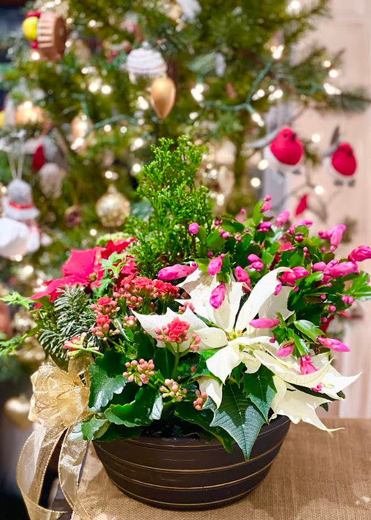 Christmas Pointsettia Arrangement | C10