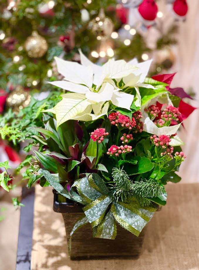 Christmas Pointsettia Arrangement | C08