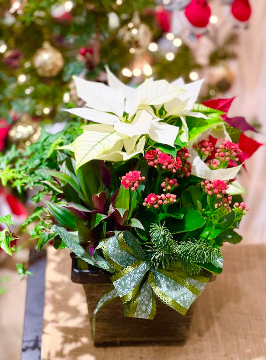 Christmas Pointsettia Arrangement | C08