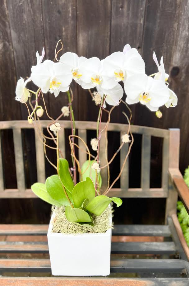 Orchid Arrangement | O12