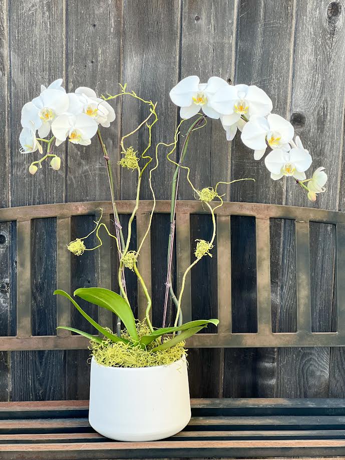 Orchid Arrangement | O16