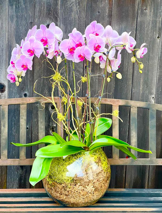 Orchid Arrangement | O21