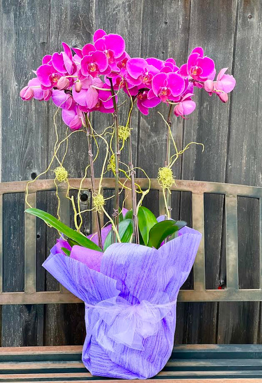 Orchid Arrangement | O19