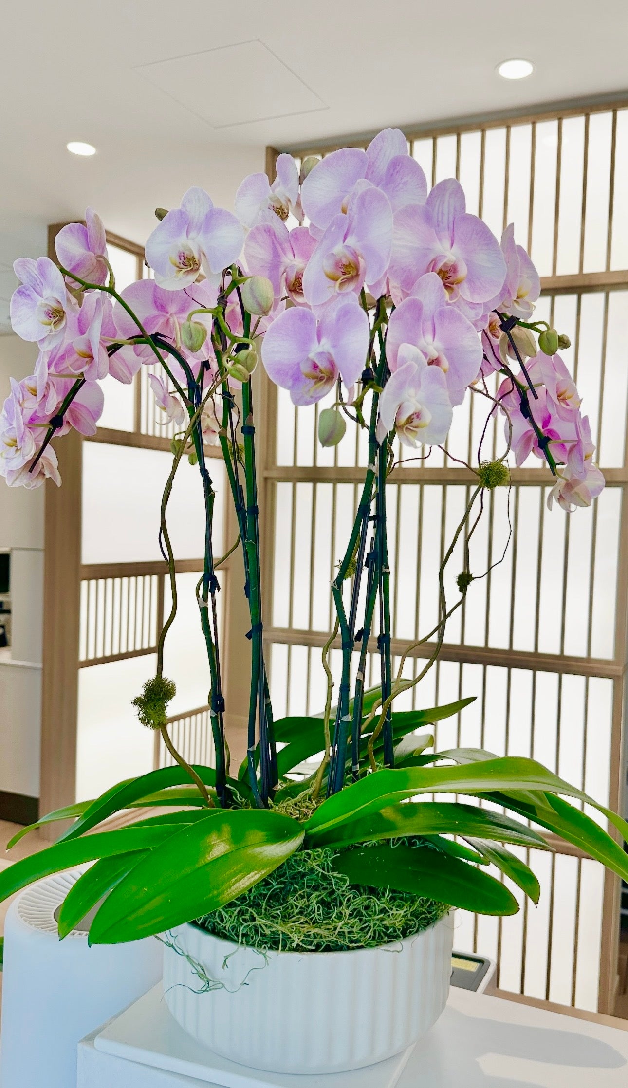 Orchid Arrangement | O26