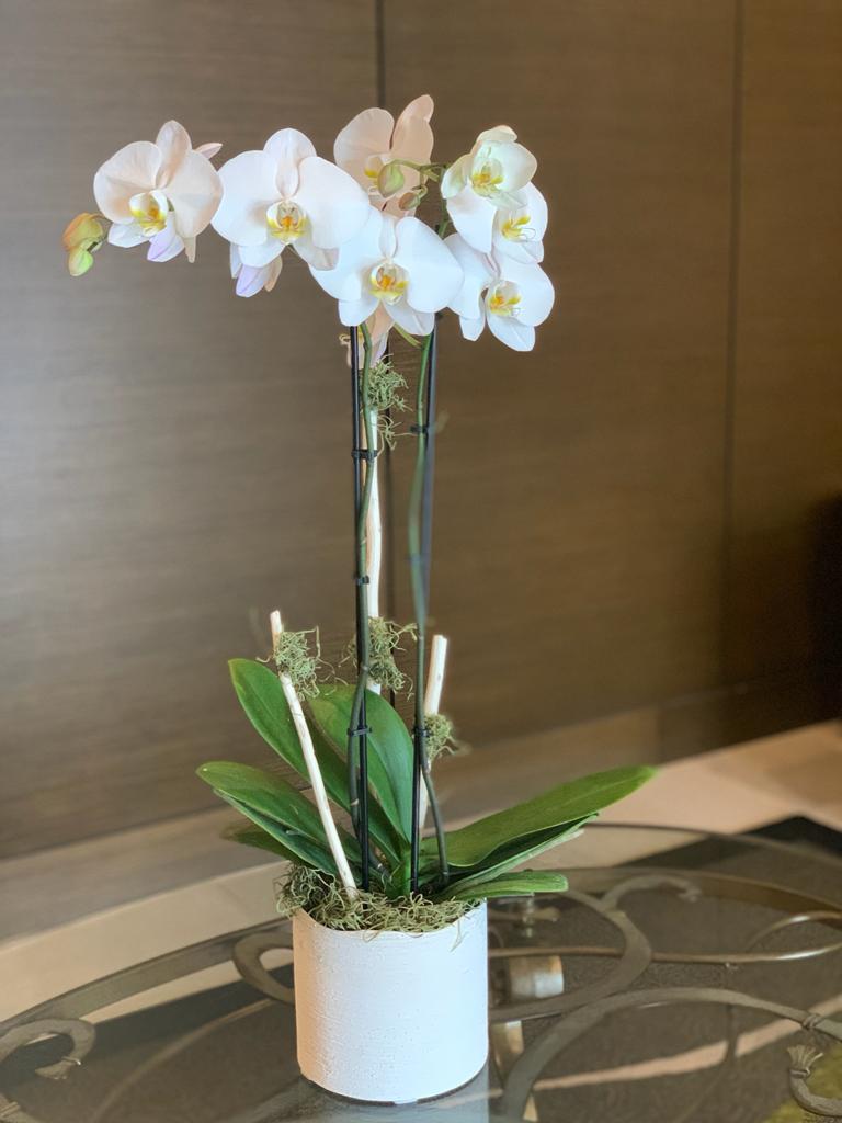 Orchid Arrangement | O01