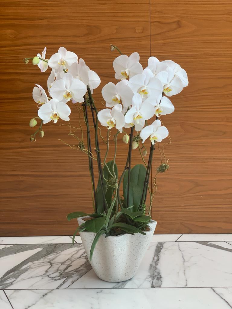 Orchid Arrangement | O02