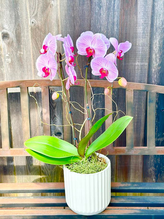 Orchid Arrangement | O24