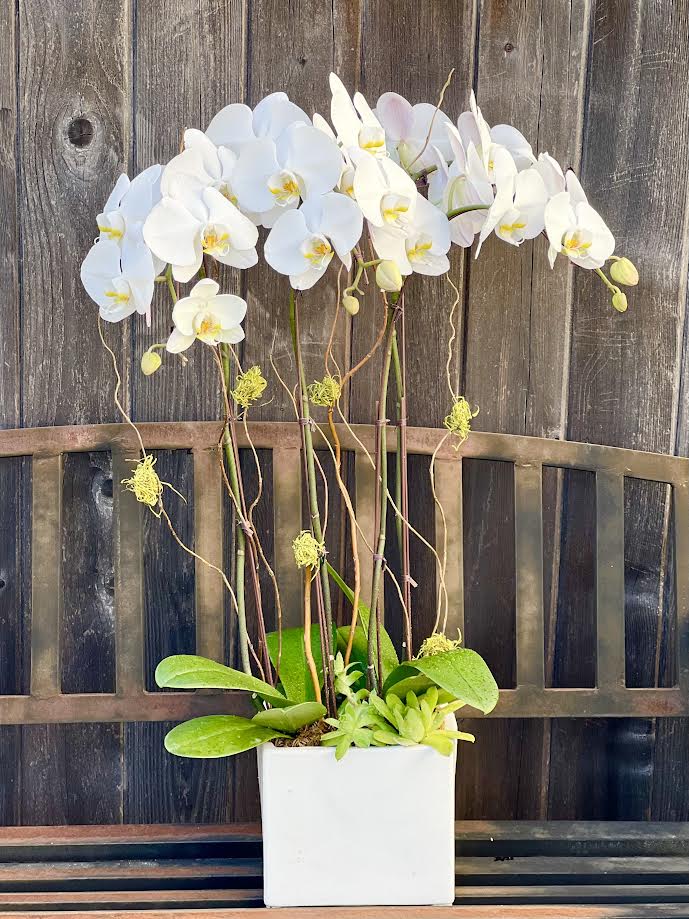 Orchid Arrangement | O14